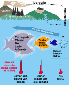 cadena alimenticia omega 3